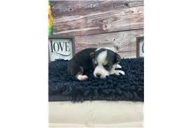 I take zelle, wire transfers, venmo and cash for deposits and payments. Bianca Auggie Puppy 794f3c Pawrade