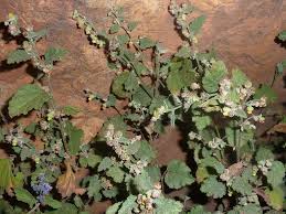 Image result for Hermannia floribunda