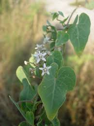 Image result for Cynanchum mossambicense