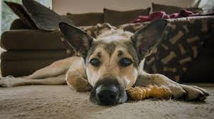 He is warm, kind and loving. Alternative And Holistic Healing Tools For Nj Pets Www Njmonthly Com