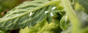 We did not find results for: How To Kill Whiteflies Whitefly Reproduction Life Cycle