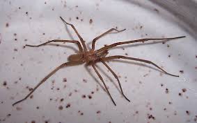 Reproduction  edit  the southern house spider mating ritual is a lengthy (over an hour) and elaborate process with long periods during which neither the male nor the female moves considerably. Large Male Southern House Spider Kukulcania Hibernalis Kukulcania Hibernalis Bugguide Net