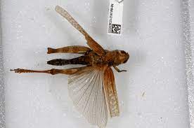 Orthoptera Species File - Acorypha clara clara (Walker, 1870)
