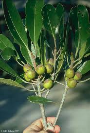 Image result for Uapaca