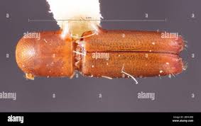 Image result for Vismia orientalis