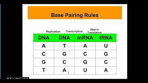 base pairing rules youtube