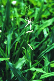 Image result for Chlorophytum colubrinum