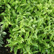 Image result for Carex johnstonii