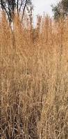 Image result for Hyparrhenia cymbaria
