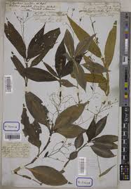 Image result for Aneilema zebrinum