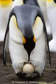 Baby King Penguin King Penguin Incubates Its Egg On Its Feet At Gold Harbour On South Penguins Penguin Egg Crop Pictures