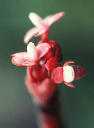 Image result for Thonningia sanguinea