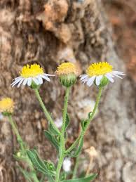 Image result for Felicia clavipilosa