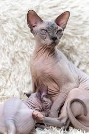 Premium Photo Mommy Canadian Sphynx Cat Sitting And Breastfeeding Hairless Kitten On White Carpet Background