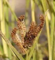 Image result for Eleusine coracana