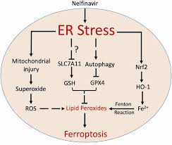 Image result for Nelfinavir