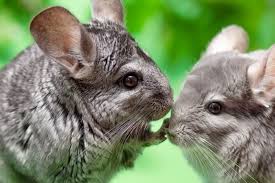 Evcil hayvan & haus tiere. Chinchillas Als Haustiere Halten Was Muss Man Beachten Themen Lokalmatador