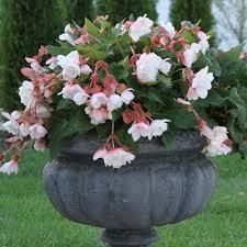Image result for Begonia fusialata