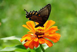 Amazingly, these flowers are also edible with fragrant leaves reminiscent of oranges! What Flowers Attract Butterflies But Not Bees My Backyard Life