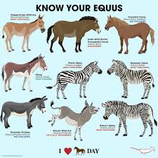 I Love Horses Day Is July 15 Horses Knowyouequus Peppermintnarwhal Animals Information Horse Species Animal Facts