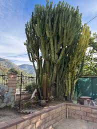 Image result for Euphorbia candelabrum