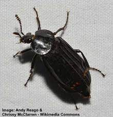 Check spelling or type a new query. Black Beetles Identification With Pictures Of These Bugs