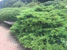 I believe they are a type of juniper. Creeping Juniper Groundcover Types Care And Propagation Dengarden