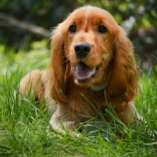 This beautiful cocker spaniel pup is ready to meet her new best friend. Are Cocker Spaniels Hyper All You Need To Know Dog Friendly Scene