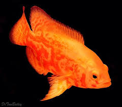 Albino Tiger Oscar Featured Item Albino Tiger Oscar Cichlid Fish Petfish Aquarium Aquariums Freshwater Fresh Aquarium Fish Oscar Fish Tropical Fish