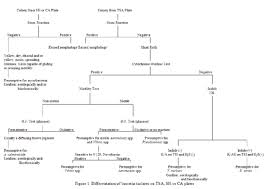 Unknown Bacteria Identification Microbiology Study Flow Chart Microbiology