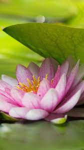 Green Leaf And Pink Lotus Flower Wallpaper Flower Wallpaper Pink Lotus Pink Lotus Tattoo