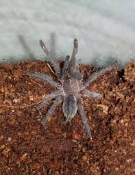 Tarantulas are largest known spiders. Cyriopagopus Albostriatus For Sale