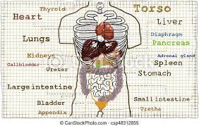 Torso Internal Anatomy Illustration Torso Anatomy Illustration Of The Inner Organs Glands And Guts Canstock