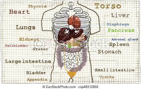 See more ideas about anatomy, anatomy reference, man anatomy. Torso Internal Anatomy Illustration Torso Anatomy Illustration Of The Inner Organs Glands And Guts Canstock