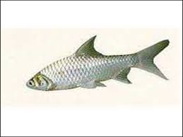 Check spelling or type a new query. Gambar Ikan Tawes Hias Besar Harga Mahal