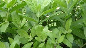 Maybe you would like to learn more about one of these? 10 Manfaat Daun Beluntas Untuk Rahim Dan Kesehatan Hot Liputan6 Com