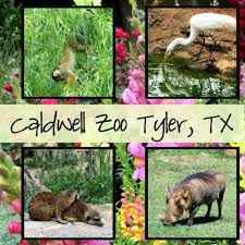 Caldwell Zoo Tyler Tx Wyoming Girl Turned Coastie Wife Tyler Tx Tyler Texas Fun Romantic Vacations