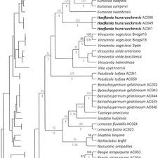 Image result for Asplenium markusbeckeri