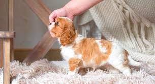 The Teacup King Charles Cavalier Is An Even Smaller Version Of This Already Toy Sized Pu Cavalier King Charles Dog King Charles Dog King Charles Cocker Spaniel