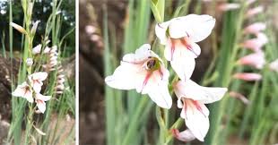 Image result for Gladiolus crassifolius