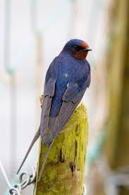 Nate swallow is on facebook. The Poser Barn Swallow Beautiful Birds Bird Photography