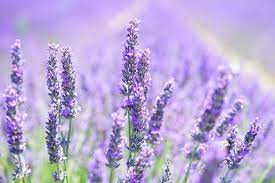 How To Care For Lavender In Winter Lavender Blossoms Lavender Flowers Growing Lavender