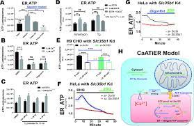Maybe you would like to learn more about one of these? Mitochondria Supply Atp To The Er Through A Mechanism Antagonized By Cytosolic Ca2 Elife