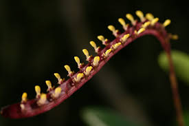 Image result for Bulbophyllum falcatum