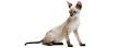 Devon Rex Kittens For Sale by Reputable Breeders ...