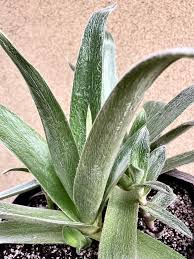 Image result for Cyanotis foecunda