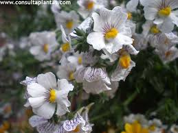 Image result for Nemesia lilacina