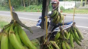 Gambarkan dari jerak dekat dengan memberi penekanan kepada. Istimewanya Pisang Tanduk Berastagi Rasa Manisnya Saat Matang Tidak Bikin Enek Tribunnews Com Mobile