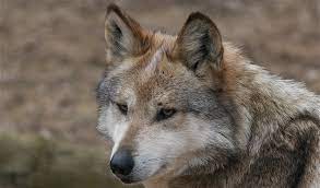 Wolves Facts Diet Habitat Information