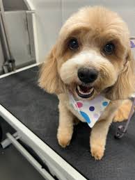 Scissors and shears sharpening services available